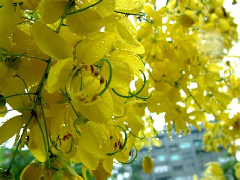 黃色的花樹木